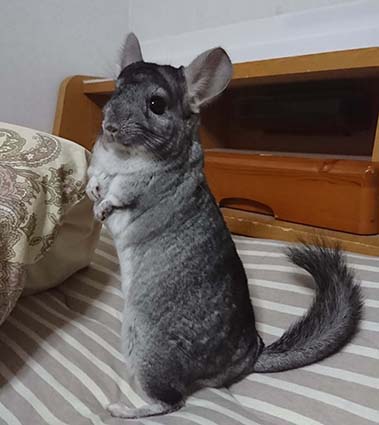 チンチラハウス