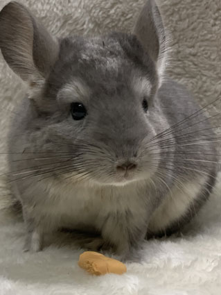 チンチラハウス