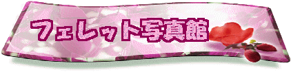 �t�F���b�g�ʐ^��