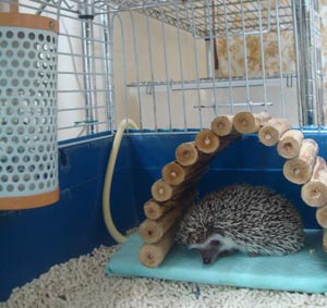 ハリネズミ飼育セット☆エアコンが部屋に無くても冬の飼育OK☆ ハリネズミ飼育セットA 〜基本コース〜 』 SBS