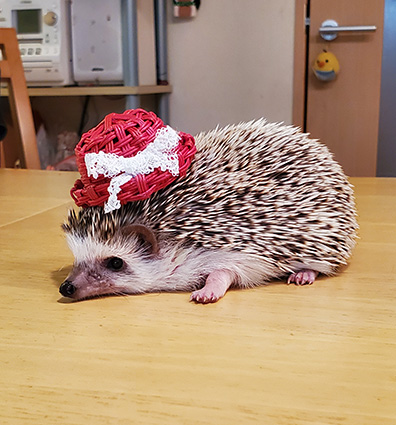 ハリネズミさん・モモンガさん・小動物さんのドーム型ハウス♪オーダー 