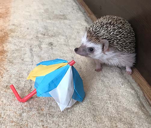 ヘッジホッグハウス