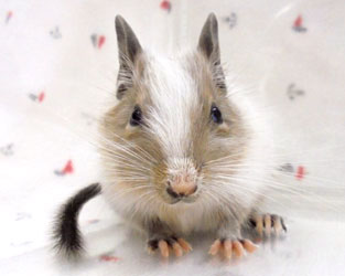 デグー生体販売