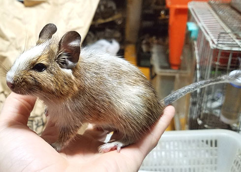 デグー生体販売