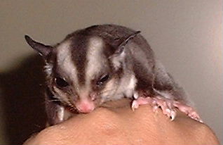 モモンガハウス