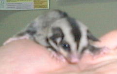 モモンガハウス