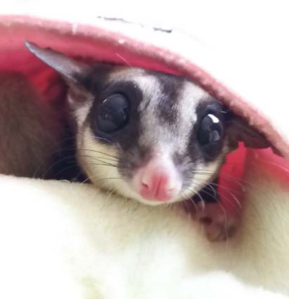 モモンガハウス